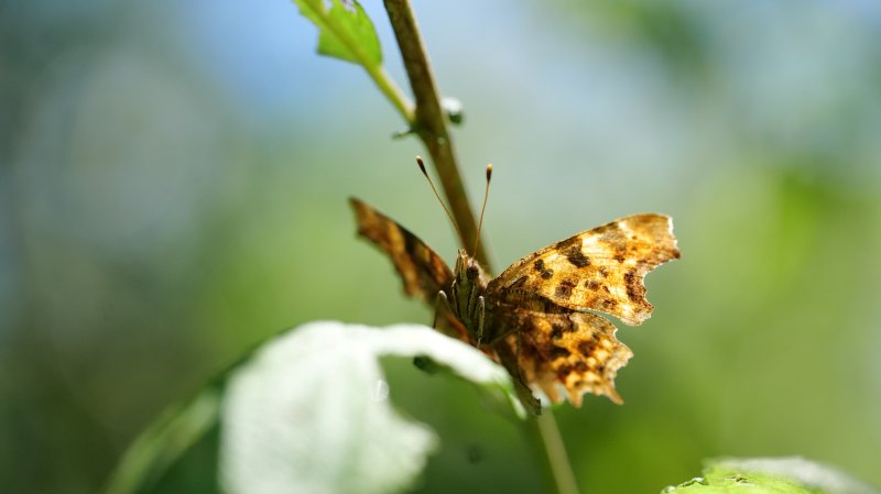 PAPILLON. ROBERT LE DIABLE curieux. Bord du canal. LISE JALOUX